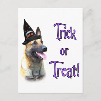 Belgian Malinois Trick Postcard