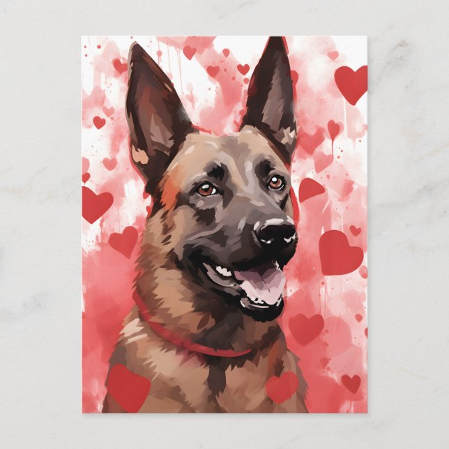 Belgian Malinois Valentines day Postcard (Front)