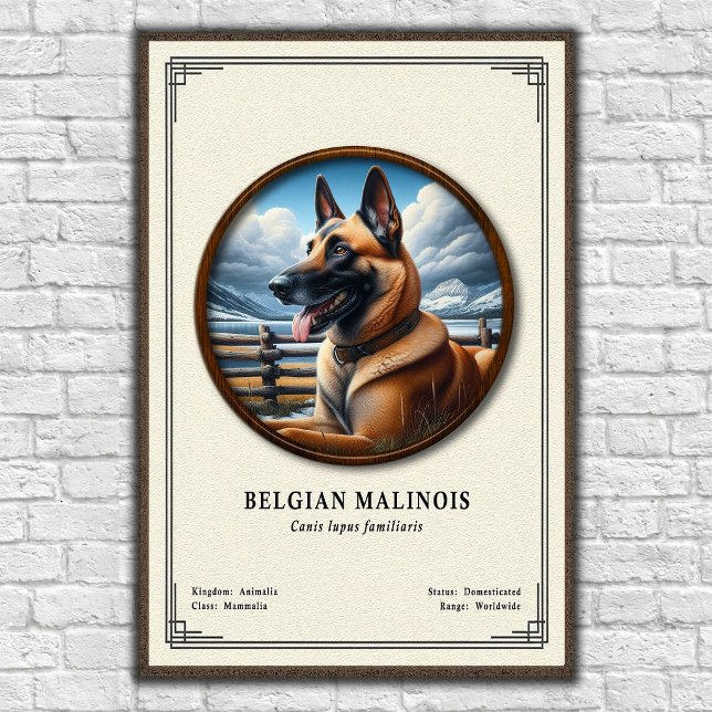 Belgian Malinois Zoology Series Poster (Creator Uploaded)