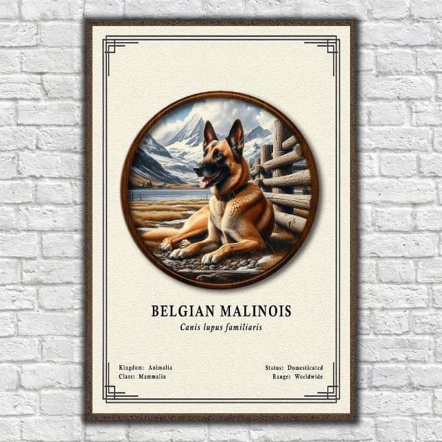 Belgian Malinois Zoology Series Poster (Creator Uploaded)