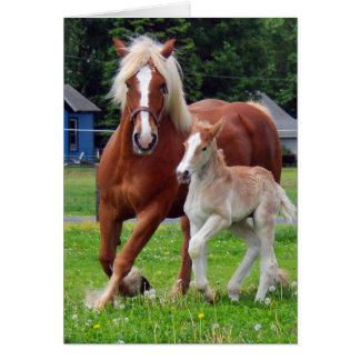belgian Mare and Filly Cards