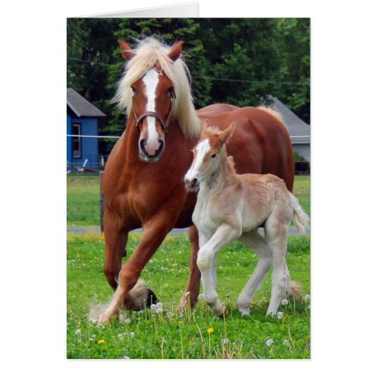 belgian Mare and Filly Cards (Front)