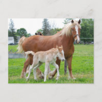 Belgian Mare and Filly