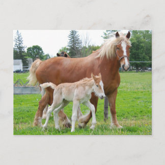 Belgian Mare and Filly Postcard