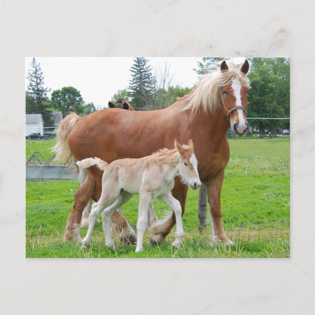 Belgian Mare and Filly Postcard (Front)