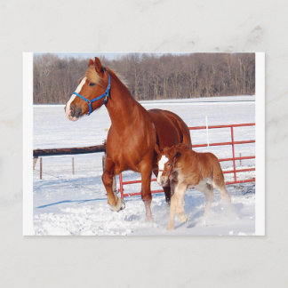 Belgian Mare and Filly Postcard
