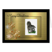 Belgian Sheepdog (Front Horizontal)