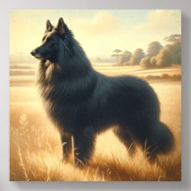 Belgian Sheepdog