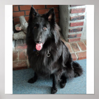 Belgian Shepherd aka "The Black Wolf" Poster