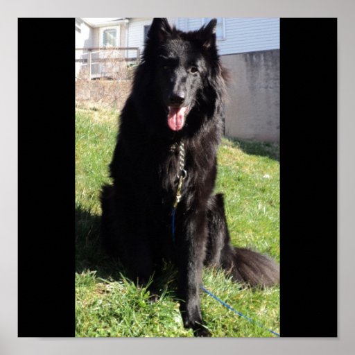 Belgian Shepherd aka 