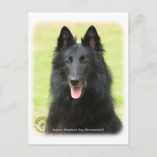 Belgian Shepherd Dog 9M031D-24 Postcard (Front)