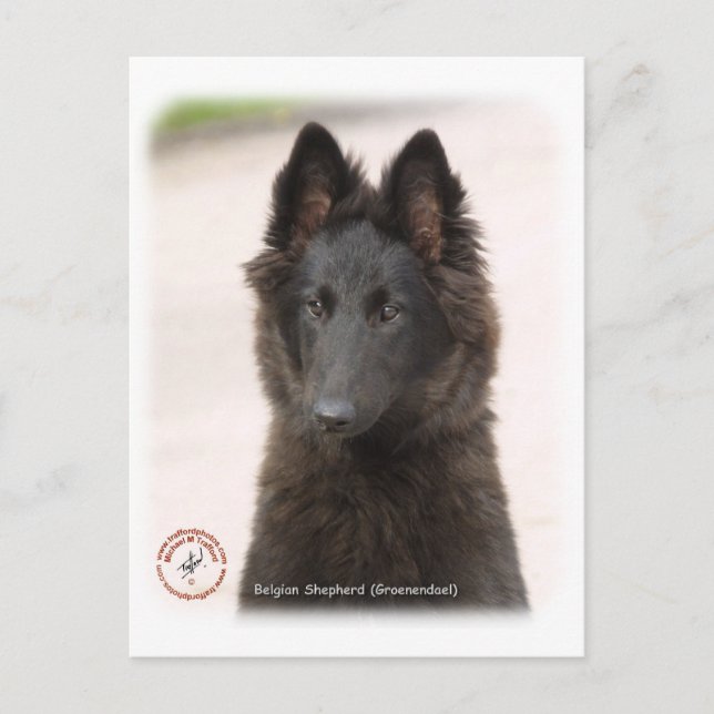 Belgian Shepherd Dog 9R096D-022 Postcard (Front)