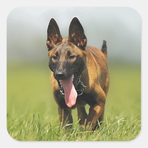 Belgian Shepherd Dog Square Sticker