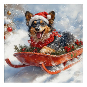 Belgian Shepherd in Sledge Let it Snow Christmas Acrylic Print