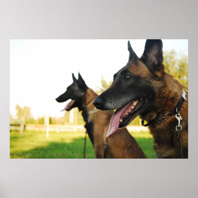 Belgian shepherd malinese poster (Front)