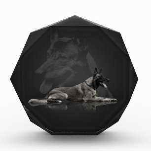 Belgian shepherd - Malinois Award
