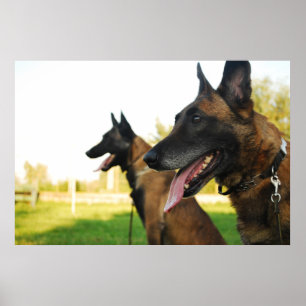 belgian shepherd malinois poster
