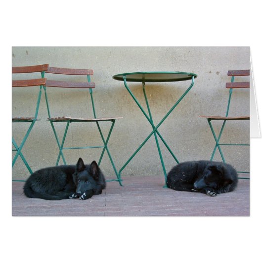 Belgian Shepherd Pups Cards (Front Horizontal)