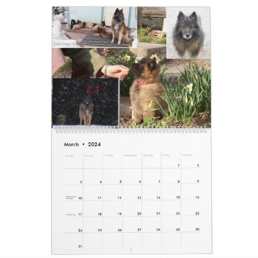 Belgian Shepherd Tervuren calendar Zazzle