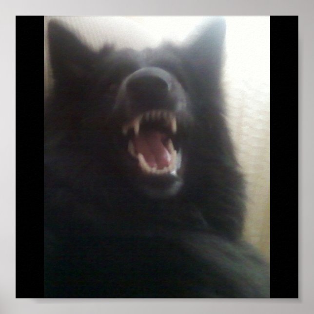 Belgian Shepherd's Teeth aka "The Black Wolf" Poster (Front)