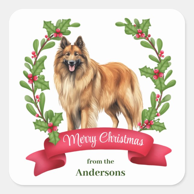 Belgian Tervuren Dog Holly Banner Christmas Square Sticker (Front)