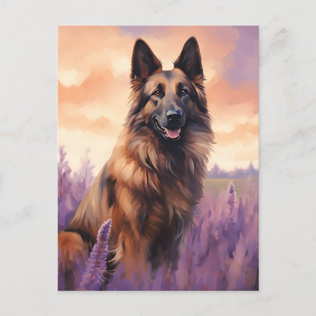 Belgian Tervuren in Lavender field Postcard (Front)