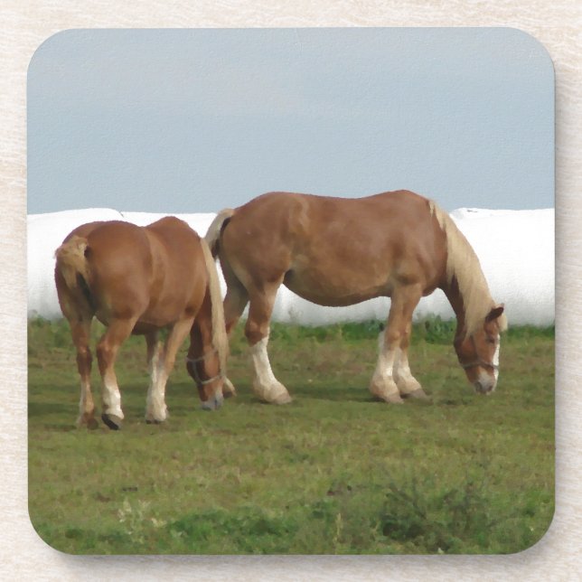 Belgians Drink Coaster (Front)