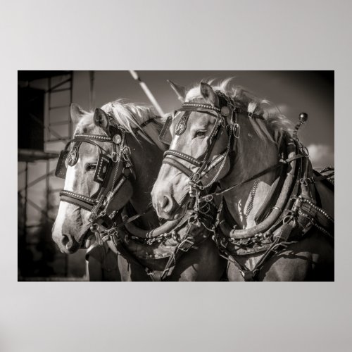 Belgium draught horses poster