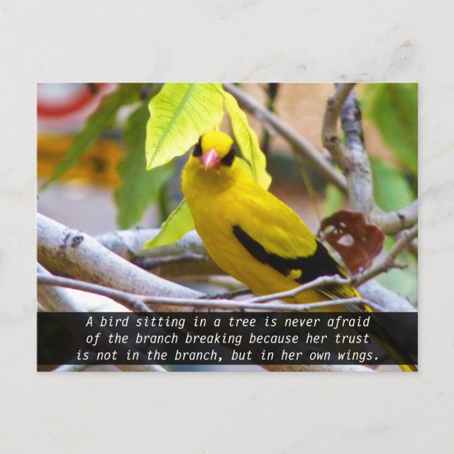 Believe in yourself, Yellow Bird Perched on Branch Postcard (Front)
