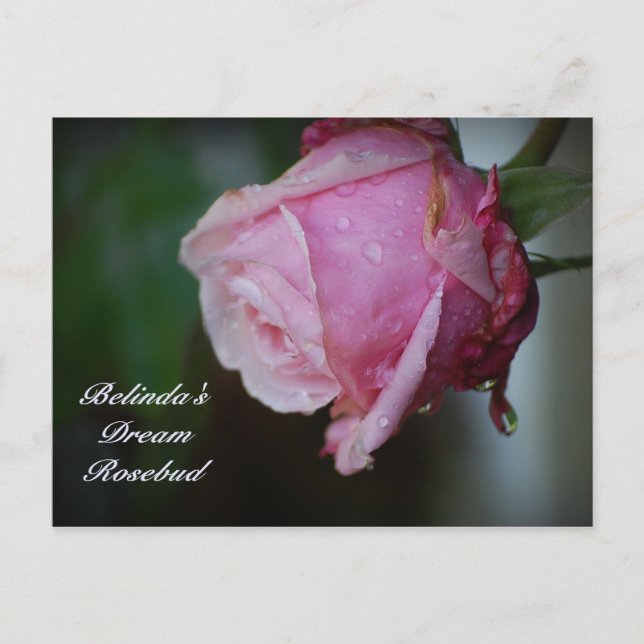 Belinda's Dream Rosebud Postcard (Front)