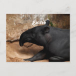 Belize Baird's Tapir Postcard