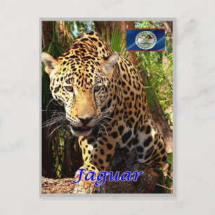 Belize - Belizean Jungles - Postcard