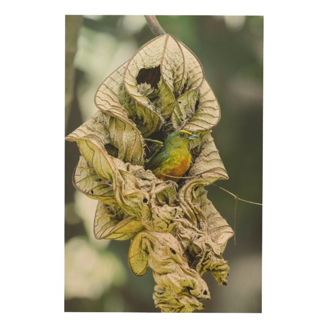 Belize Bird Art: Olive-Backed Euphonia Print (Front)