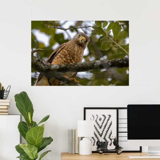Belize Bird, Funny Brown Roadside Hawk Poster (Home Office)