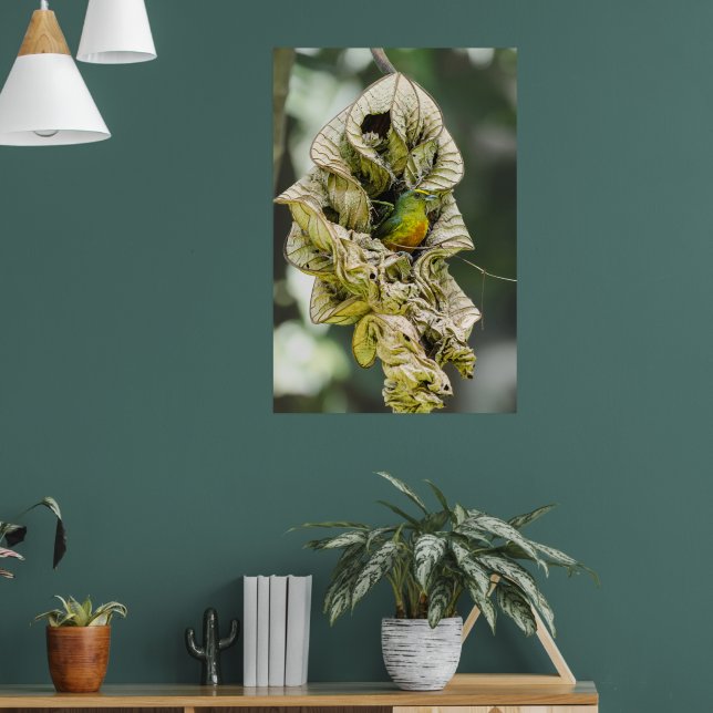Belize Bird, Green Olive Backed Euphonia Poster (Living Room 1)