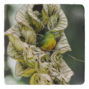 Belize Bird, Olive Euphonia Trivet