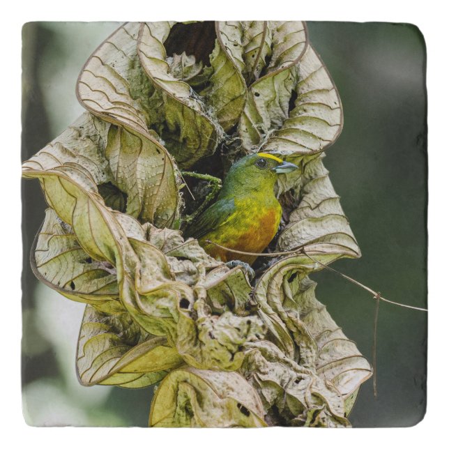 Belize Bird, Olive Euphonia Trivet (Front)
