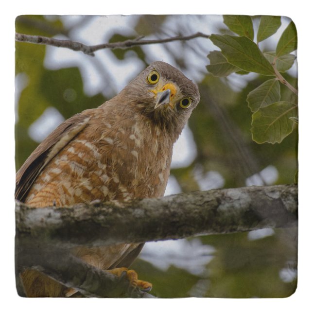 Belize Bird, Roadside Hawk Trivet (Front)