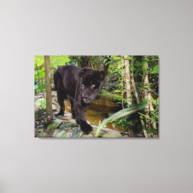 Belize City Zoo. Black panther Canvas Print (Front)