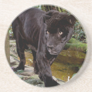 Belize City Zoo. Black panther Coaster