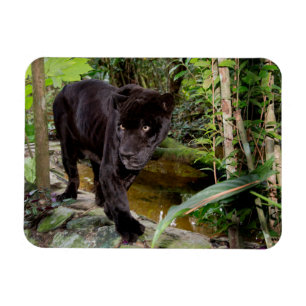 Belize City Zoo. Black panther Magnet