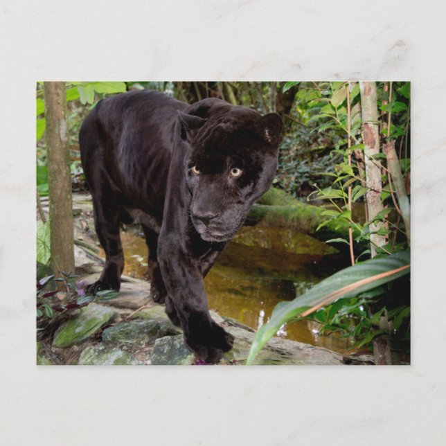 Belize City Zoo. Black panther Postcard (Front)