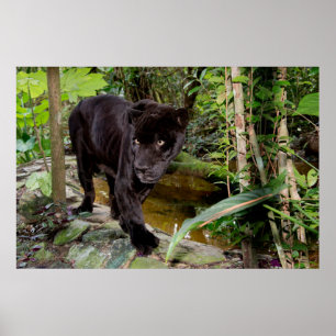Belize City Zoo. Black panther Poster