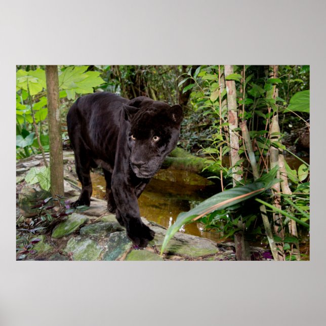 Belize City Zoo. Black panther Poster (Front)