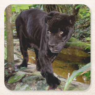 Belize City Zoo. Black panther Square Paper Coaster