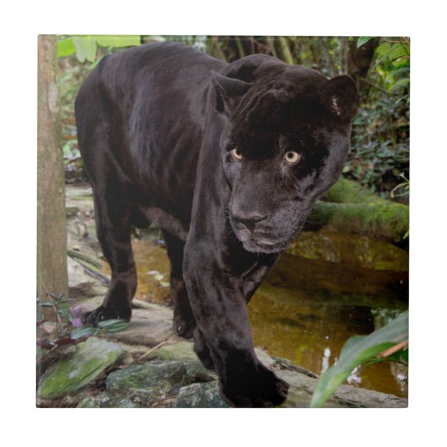 Belize City Zoo. Black panther Tile (Front)
