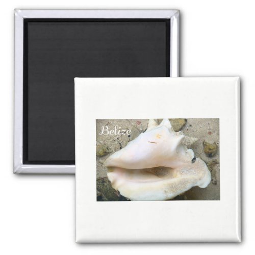 Belize Conch Shell Magnet