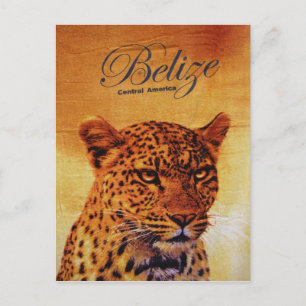 Belize Jaguar Postcard