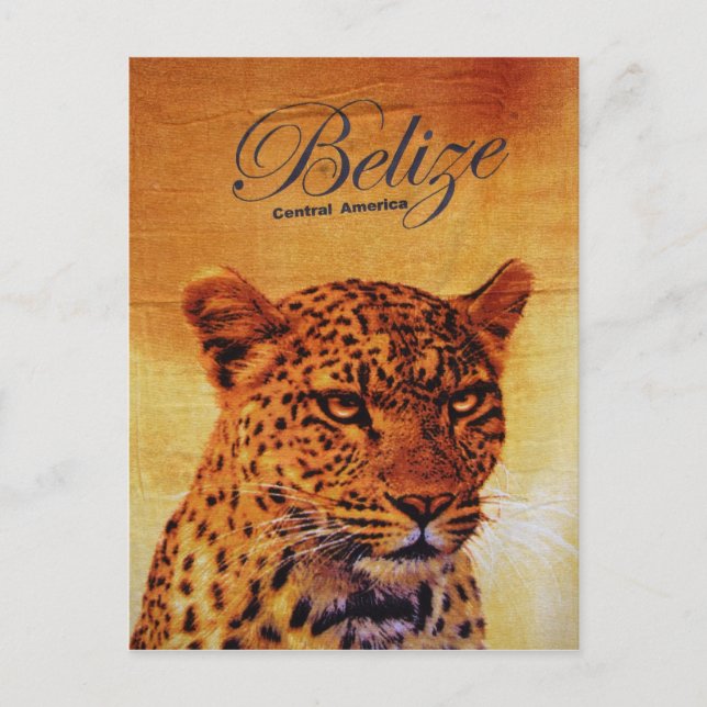 Belize Jaguar Postcard (Front)