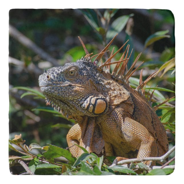 Belize Lizard, Orange Iguana Trivet (Front)